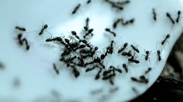 Chaos animatie